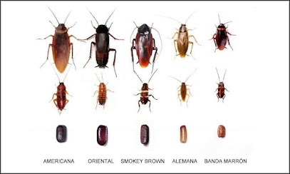 Logo de Pest Control and Termites Xpert